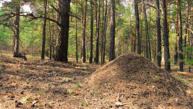 Big anthill in the forest