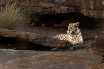 Potrait of massive male tiger near a cave at vulture point gorge at Panna Tiger Reserve, Madhya...