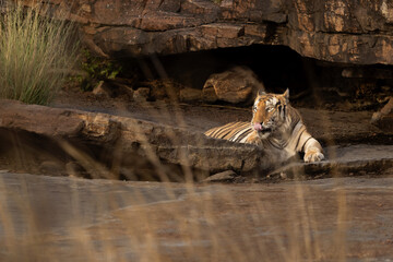 A tiger near a cave at Panna Tiger Reserve, Madhya pradesh, India