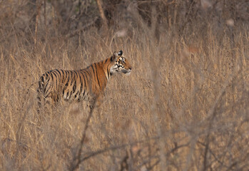 A tiger in the bushes at Panna Tiger Reserve, Madhya pradesh, India