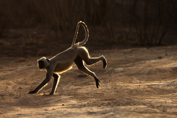 Backlit image of Gray Langur at Panna Tiger Reserve, Madhya pradesh, India