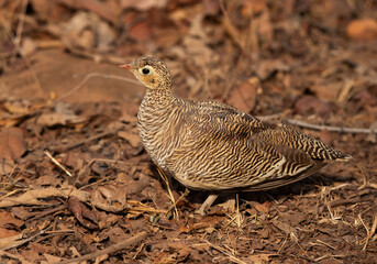 Painted sandgrouse perched on ground at Panna Tiger Reserve , Madhya Pradesh, India
