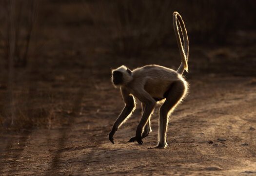 Backlit image of Gray Langur running at Panna Tiger Reserve, Madhya pradesh, India