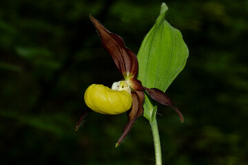 A flower of the Orchid family, the Venus slipper. A rare plant listed in the Red Book.