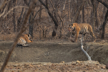 A tiger cub walking and another resting at Panna Tiger Reserve, Madhya pradesh, India