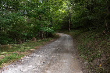 Naklejka premium forest track road from Betren to Escunhau, Val D'Aran