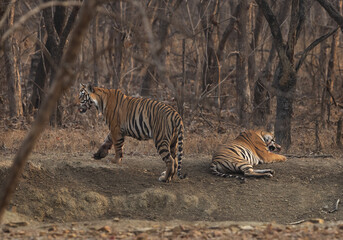 Tiger cubs in the jungle of Panna Tiger Reserve, Madhya pradesh, India