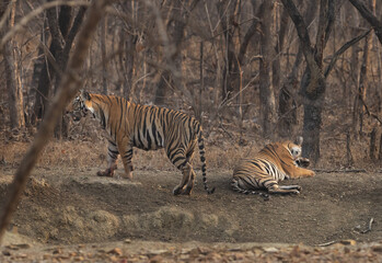 Tiger cubs in the jungle of Panna Tiger Reserve, Madhya pradesh, India