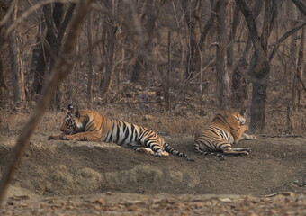 Tiger cubs resting at Panna Tiger Reserve, Madhya pradesh, India
