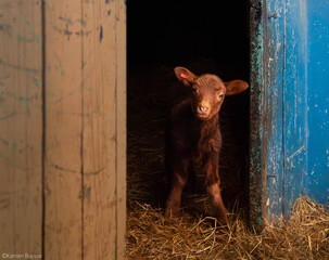 lam on the farm