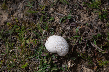mushrooms in the late summer pastures of Pla de Beret in Val D'Aran