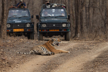 PANNA, INDIA-MAY 07: Tourist on Safari jeeps watching a tiger resting in the middle of the road at Panna Tiger Reserve, Madhya Pradesh, India on May 07, 2024 © Dr Ajay Kumar Singh