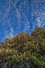Fototapeta premium Green and Gold Tree Leaves in Morning Sunlight.