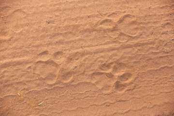 Tiger pugmarks in the ground at Panna Tiger Reserve, Madhya pradesh, India