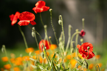 Red poppy flower close up.