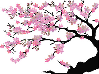 Fototapeta premium part of cherry tree with large pink flowers on white background