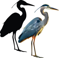 grey heron with shadow isolated on white