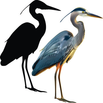 recommend clip art: grey heron with shadow isolated on white