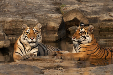 Tiger cubs in a water body at Panna Tiger Reserve, Madhya pradesh, India