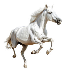 Fototapeta premium White Horse Running, Isolated without Background