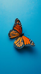 Fototapeta premium vibrant butterfly