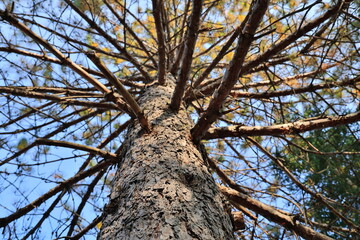 Baum ragt zum Himmel