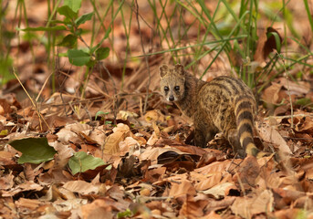 Fototapeta premium Small Indian civet at Bhandavgarh Tiger Reserve, Madhya pradesh, India
