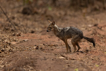 A Jackal at Bhandavgarh Tiger Reserve, Madhya pradesh, India