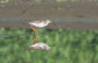 A reflection of Common Redshank in a water