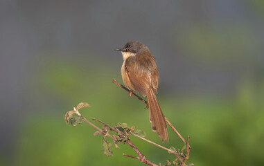 A Ashy Prinia on a branch