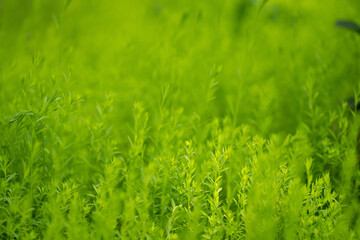 Blurred natural green spring and summer bokeh background.