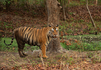 Portrait of a tiger at Bhandavgarh Tiger Reserve, Madhya pradesh, India