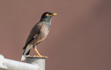 A Common Myna sitting in a pole