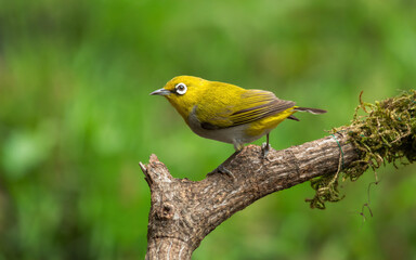 A Curious Indian White-eye