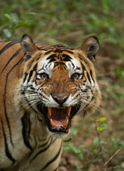 A portrait of a tiger at Bhandavgarh Tiger Reserve, Madhya pradesh, India