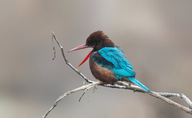 White-throated Kingfisher waiting for food