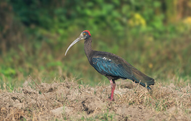 Red-naped Ibis resting in a field