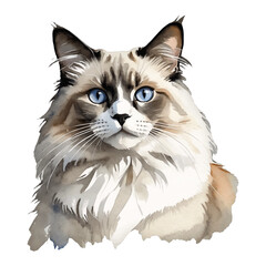 Ragdoll Cat Hand Drawn Watercolor Painting Illustration