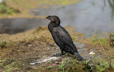 Little Cormorant waiting for food.