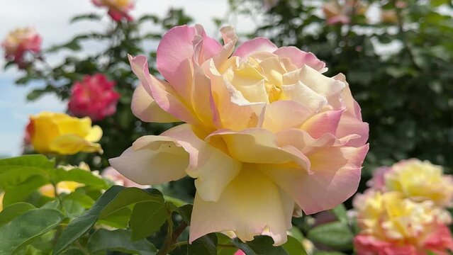 Tea rose flower.