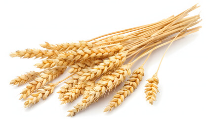 Png wheat landscape wheat agriculture backgrounds isolated on white background, studio photography, png
