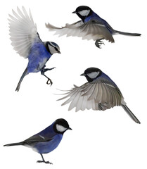 four blue tits birds isolated on white