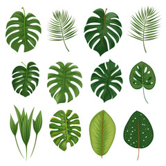 Assorted Tropical Leaves Collection Isolated without Background
