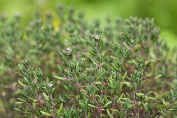 Thyme in a garden bed. Growing fragrant herbs. Medicinal plants