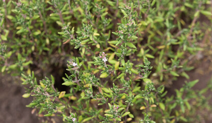 Thyme in a garden bed. Growing fragrant herbs. Medicinal plants