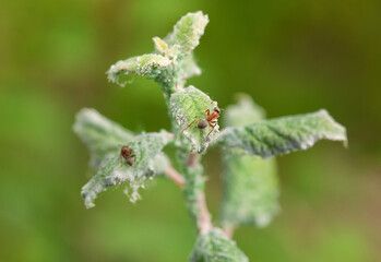 plum tree infested with spider baptism and aphids in the garden.The use of insecticides in agriculture.