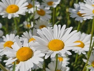 daisies in the garden,daisy close up, beautiful flower