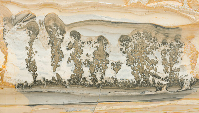 Ancient Stromatolite Fossil from Late Triassic Period