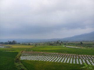 landscape of rice fields under Mount Andong, Magelang, Indonesia