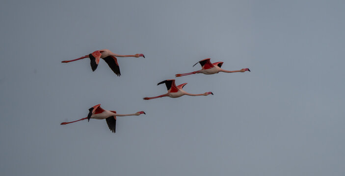 Graceful Flamingos soaring in a tranquil sky